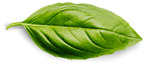 basil-leaf